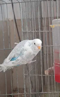 مرغ عشق