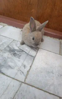 خرگوش