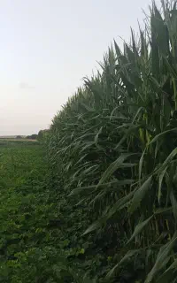 ذرت علوفه ای