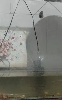آکواریوم