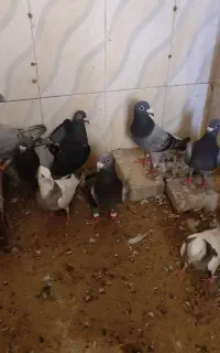 کبوتر