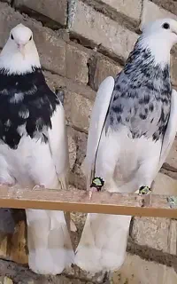 محمل سیاه