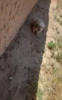 سگ خانگی پشمالوقیمت۵تومان