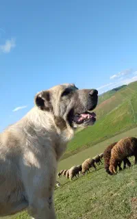 سگ سرابی اصیل