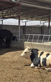نیازمند کارگر خانوادگی گاوداری