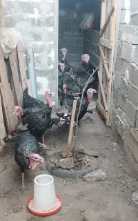 بوقلمون برنزه سینه پن ۸ماه