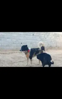 نونوری توله یک ساله همه چی تمام