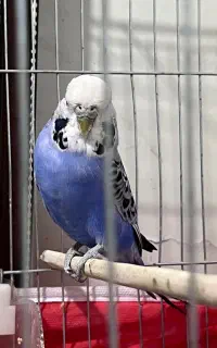 مرغ عشق انگلیسی ماده