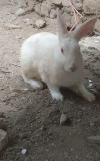 خرگوش