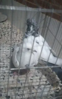 کبوتر
