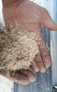 کاه سفیدگندم