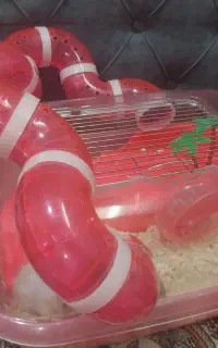 همستر