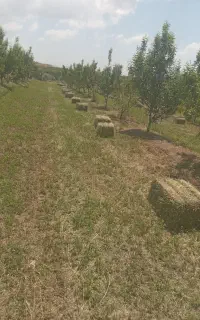 یونجه مخسوس برای پروری پرس تعداد ۲۵۰ قیمت هر کیلو