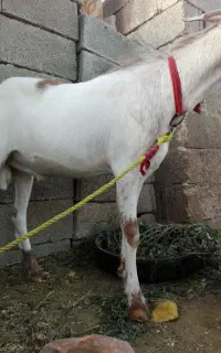 کهره نر