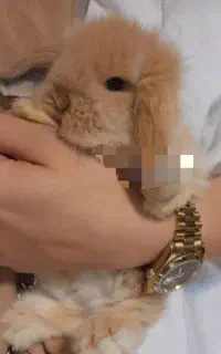 خرگوش لوپی گوش آویز