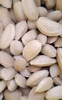 بادام سنگی آبی