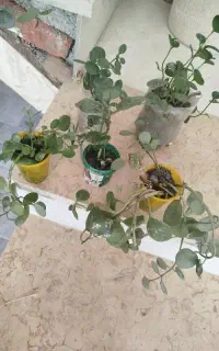 گل قاشقی