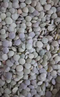عدس کالپوش