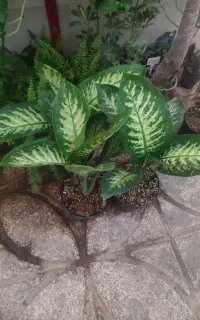 گل .آگلونما.دیفن .گلدان.قطره باران