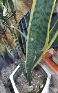 گل سانسوریا