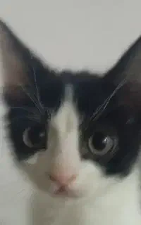 نگه داری از گربه به مدت یک ماه
