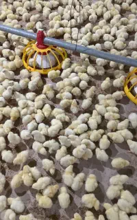 کارگر برای مرغداری همراه با خانه