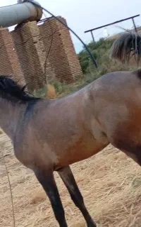 کره اسب دره شوری