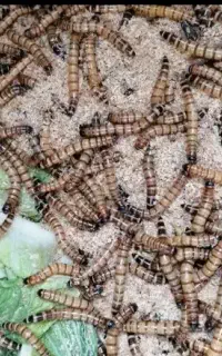 کرم سوپرورم سوپر ورم طعمه ماهی گیری