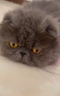 گربه اسکاتیش