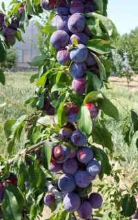 نهال آلو کالیفرنیا