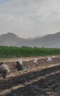 سرکارگر.لوبیا.افتاب گردان .سیبب پیاز.چغندر