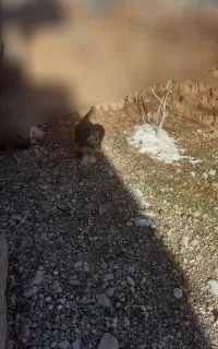 سگ پاکو