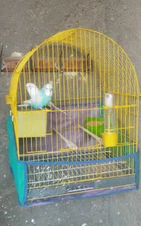 مرغ عشق انگلیسی با قفس