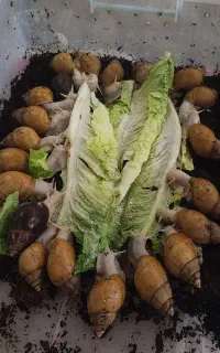 حلزون مولد آلبینو و آچاتینا