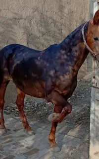 آموزش و سوارکاری اسب