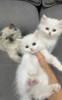 گربه بریتیش خانگی
