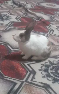 خرگوش ماده