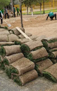 چمن طبیعی رول شده - چمن طبیعی رولی آماده نصب