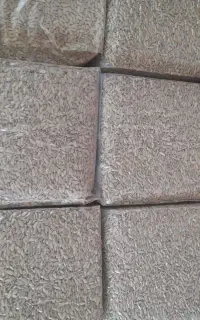 مغز تخمه افتابگردان