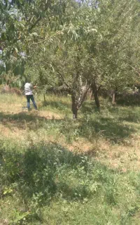 باسلام‌...فروش‌باغ‌در‌رستای‌عینجیک.فروش‌فوری