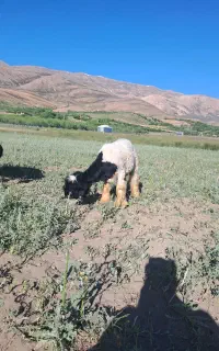 بره قوچی