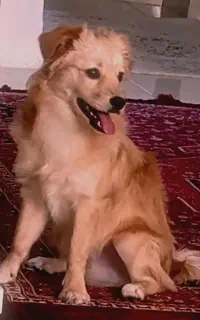 فروش سگ خانگی پامر