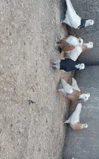 تعدادی طوقی خوشگل