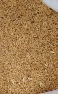 گندم دیم به شرط نان