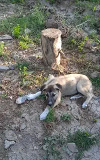 توله سگ نگهبان