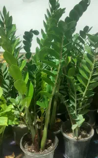 گلخانه خانگی یاس