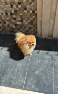 پامر