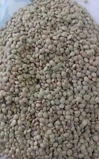 فروش عدس