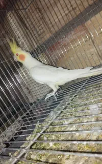 عروس هلند ی نر