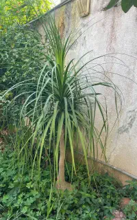 فروش بوکارنیا (نخل دم‌اسبی) بزرگ سالم و ریشه‌دار